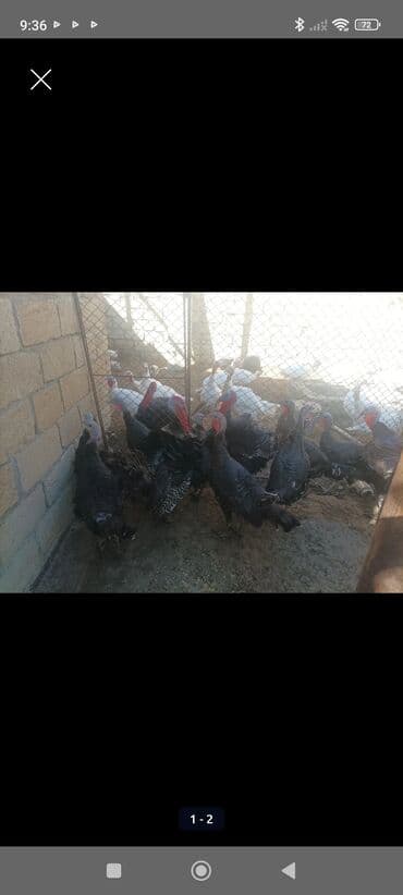 Heyvanlar üçün mallar: Məhsul: Hinduşka sürüsü Təsvir: - Qara rəngli, iri gövdəli — 2