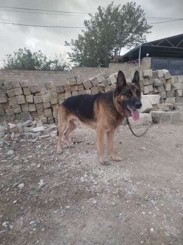 it darağı: Alman çoban iti, 2 il, Erkek, Peyvəndli — 8