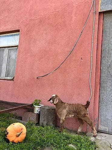 ucuz pisik yemekleri: 2-ci qarın əkiz balalı Alpin keçisi, balaları Hələbin mələzidir. Bir — 5