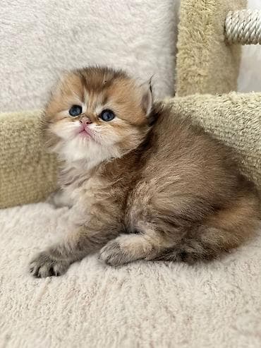 kecler: Britan — 6