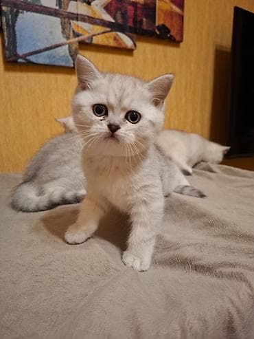 it pişik: Britan — 2