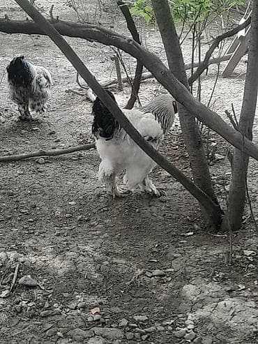 Məhsul: Ağ-qara lələkləri və tüklü ayaqları ilə iri cins xoruzlar