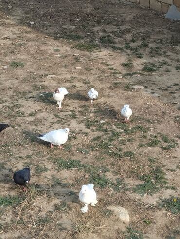 quş qəfəsi qiymətləri: Qiymət hamsina aiddi tek tek satilmir — 4