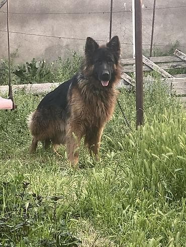 Alman çoban iti, 1 il, Erkek, Cütləşmə üçün lalafo.az -da Alman çoban iti, 1 il, Erkek, Cütləşmə üçün