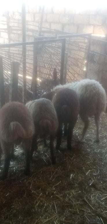 erkey quzu: Salam qurbanlıq kök erkek quzular real alıcılar zeng vursun tek tekde — 1