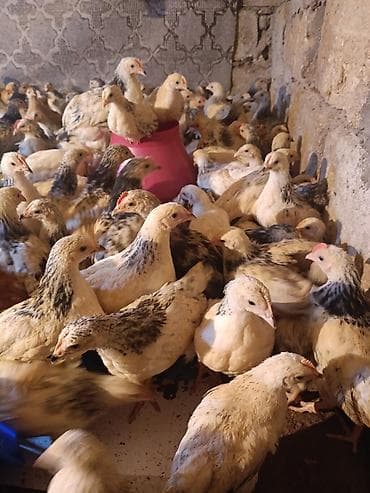 toyuq: Toyuq cücələri, Ətlik — 10