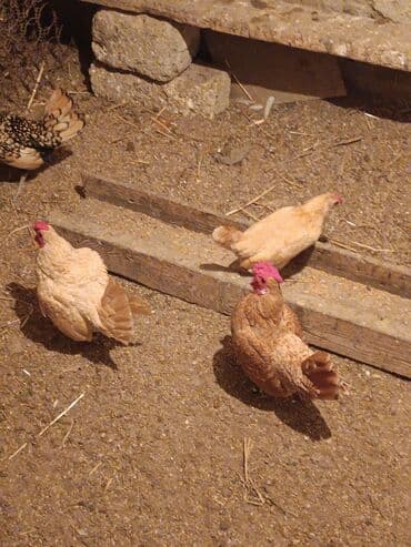 toyuq colpa: Toyuq, Damazlıq — 2