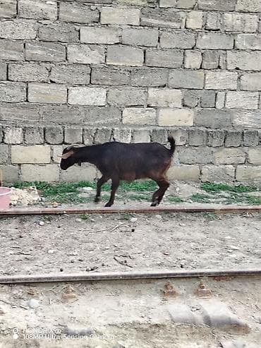 qara avstrolorp: Erkək, il: 2, 45 kq, Damazlıq, Ödənişli çatdırılma — 1