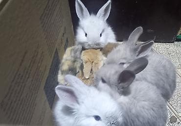 dovşanlar: Salam. dovsan balalari tek ve top satilir — 6