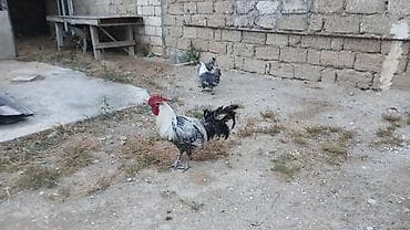 Digər quşlar: Brekel cinsi. 2fere 1xoruz. 1yasları var hal hazırda biri yumurtlayr — 1