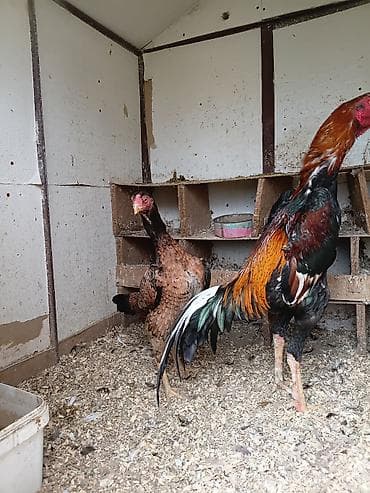 Toyuq, Damazlıq, Ünvandan götürmə