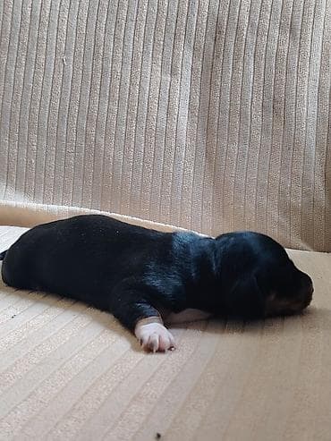 pitbul itlər: Sahibliyə verilən balaca itlər – qısayaqlı, uzun bədənli, qara-qəhvəyi — 7