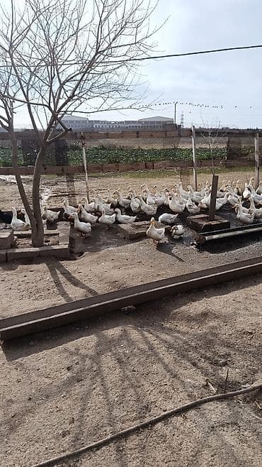 Другие продукты питания: Məhsul: Pekin Ördək yumurtası (inkubasiya üçün) Təsvir: - Ağ rəngli — 6