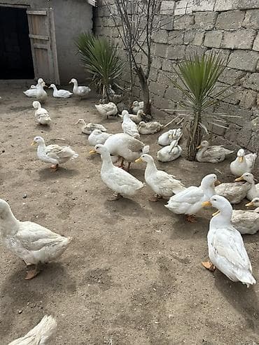 cex qus: Ağ Pekin ördəkləri – təsərrüfat üçün çox məhsuldar ət və yumurta — 2