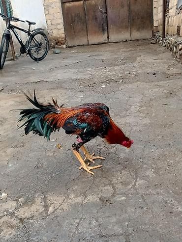 at satisi: Salam herkese heyratı colpası satlr 10 aylıqdı super ırı colpadı real — 4