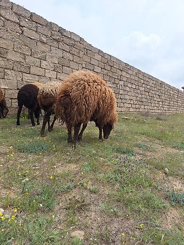 Qala qoçu satılır. 1yaş 11 aylıqdır. Tam sağlamdır. Qoyun sürməyi