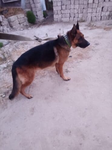 Alman çoban iti, 2 il, Erkek lalafo.az -da Alman çoban iti, 2 il, Erkek