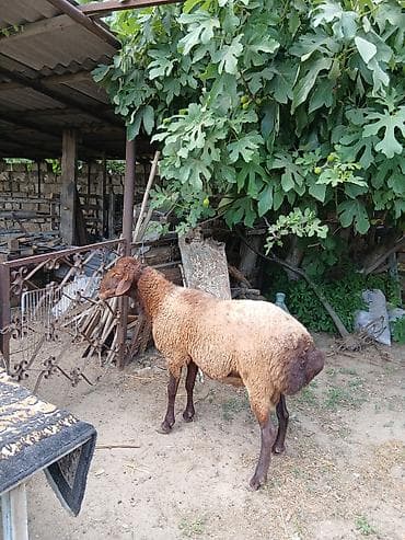 erkey quzu: Salam təmiz qala cinsi qoç satıram yaxşı iri heyvandı saxlanmalı — 5