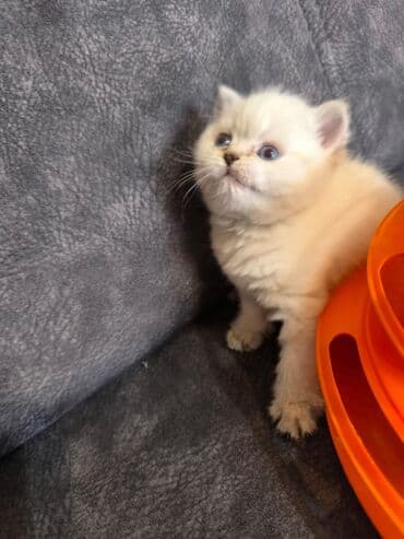 сколько стоит котенок: Британская — 16