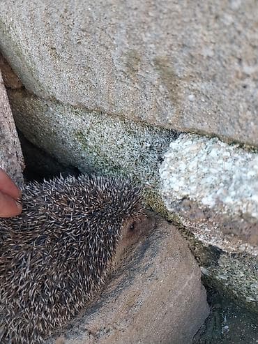 dovşan yemi: Kirpi – bağ üçün zərərvericilərə qarşı təbii “mühafizəçi” - Gecə — 4