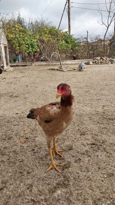 попугай жако купить в баку: 7 aylıq fərədi — 7