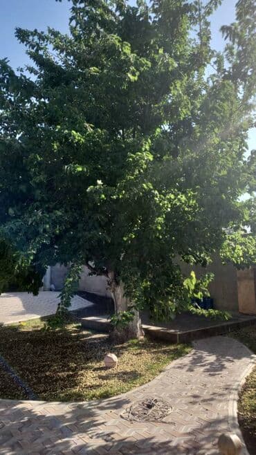 kirayə evlər otaq yoldaşı: 120 kv. m, 4 otaqlı — 15