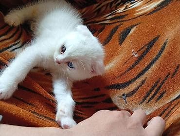 heyvan sahiblendirme: Şotland yastı qulaq, Yaxşı əllərə — 3