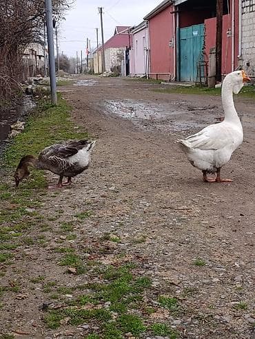 qaz balası satışı: Erkək, | Xolmogor, Damazlıq, Ödənişli çatdırılma — 3