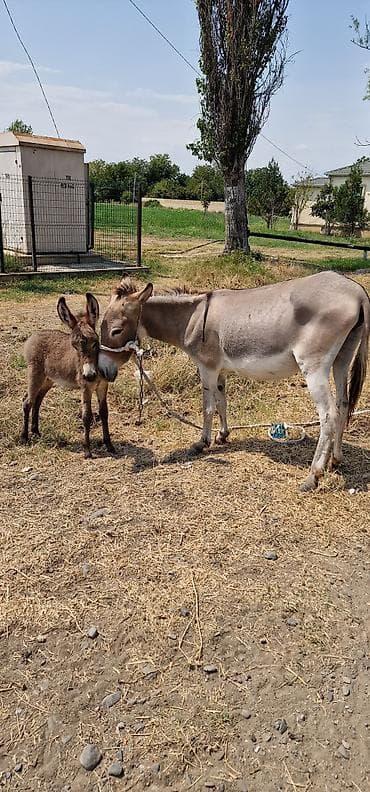 pudel disi: Məhsul: Eşşək ana-buzağı cütü Təsvir: - Ana eşşək və yanında bala — 4