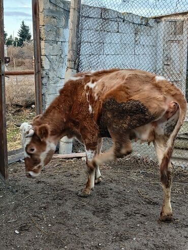 Mal-qara: Dana, buzov, Dişi, Simental, ay: 3, Damazlıq — 1