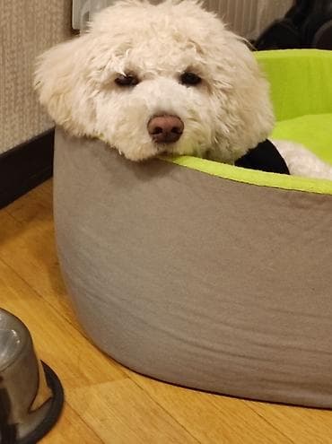 Digər heyvanlar: Bişon Frize, 5 ay, Erkek, Peyvəndli, Ünvandan götürmə — 3