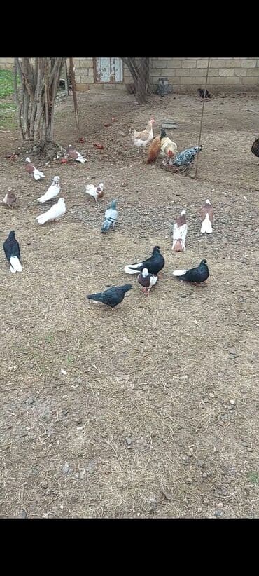 Alfa Romeo: Salam quşlar hamısı tərgidilir 40 ədədi kom 6 azn içində bahalı quşlar — 4