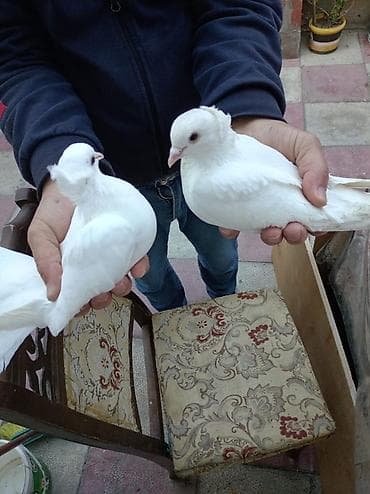 ucuz göyərçin: Məhsul: Ağ dekorativ göyərçinlər (cüt) Təsvir: - Tamamilə ağ rəngli — 1