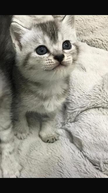 pisik şotlant: Britan — 5