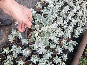 heyet gulleri ve adlari: Məhsul: Bəzək kolları və çoxilliklər – saksıda Təsvir: - Hər biri — 7