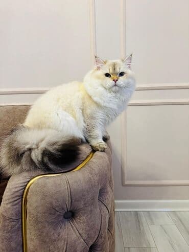 pişik balasi: Britan — 6