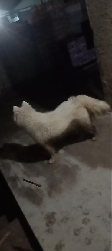 Gəmiricilər: Samoyed, 1 ay, Dişi — 2