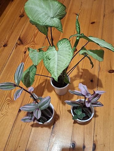 bitki guli: Daxili dekor üçün 3 ədəd saksı bitkisi dəsti - Syngonium podophyllum — 5