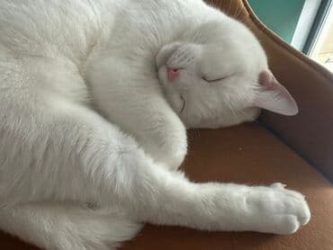 tüksüz pişik: Dişi, Yaxşı əllərə, Ünvandan götürmə — 1