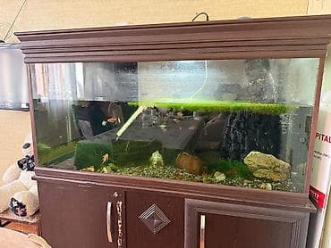 Quşlar: Böyük həcmli akvarium komplekti – şkaflı 500_litir su həcimi şüşənin — 3