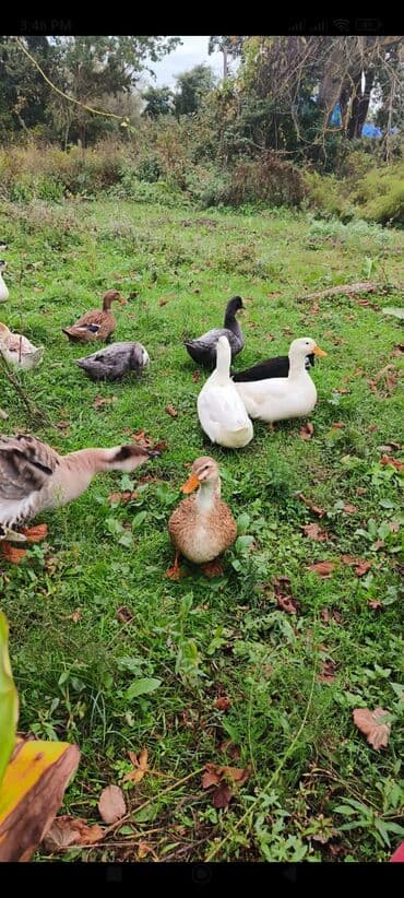cins ineklerin qiymeti: Məhsul: ördək sürüsü Təsvir: - Çoxrəngli və müxtəlif cinslərdən olan — 1
