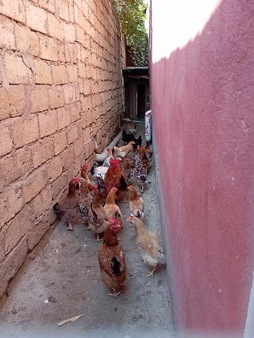 ucuz cuce: Toyuq, Damazlıq — 1