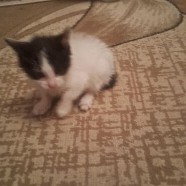 pişik balası satışı: Yaxşı əllərə — 3