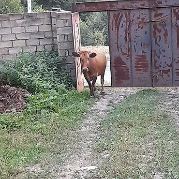 dana inək: Süd yönümlü qırmızı rəngdə inək - Yaş: təxmini cavan (şəkillərdə — 1