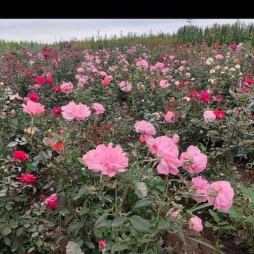 qab qacaqlar: Məhsul: ting və kol bitkiləri (gül və meyvə ağacı tingləri) - Gül — 10