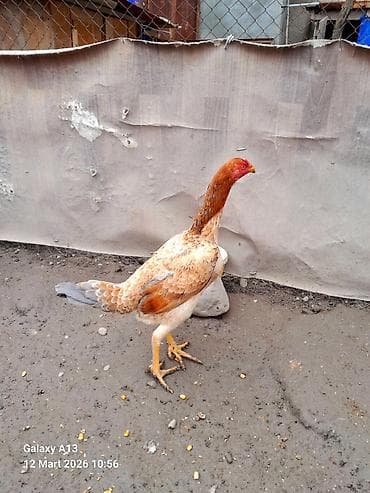 Toyuq, Damazlıq lalafo.az -da Toyuq, Damazlıq