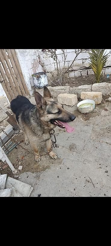 Alman çoban iti, 7 ay, Erkek, Ünvandan götürmə lalafo.az -da Alman çoban iti, 7 ay, Erkek, Ünvandan götürmə