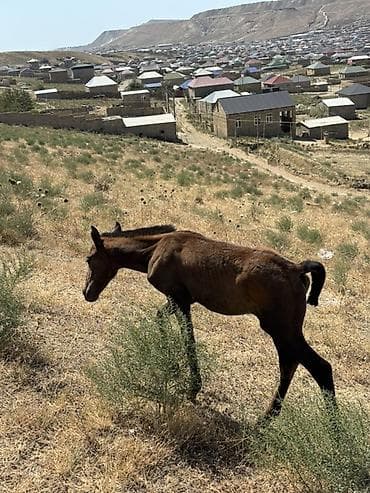 2 ayliq cuceler: Salam 2aylq dişi dayca Ana atasi yorqadi hec bir prablemi yoxdur ot — 2