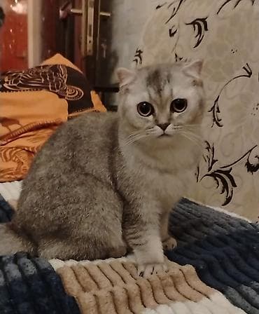 ev dizaynlari: Şotland yastı qulaq, Dişi, Yaxşı əllərə, Ünvandan götürmə — 9