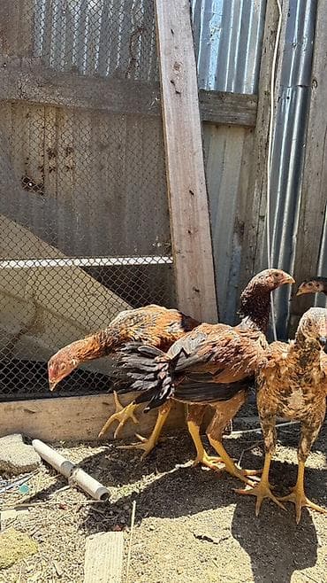 cuca: Heyratı cücələri 3 aylıqların tamam eləmiyiblər hələ yaxşı heyvanların — 8